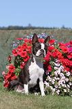 BOSTON TERRIER 057
